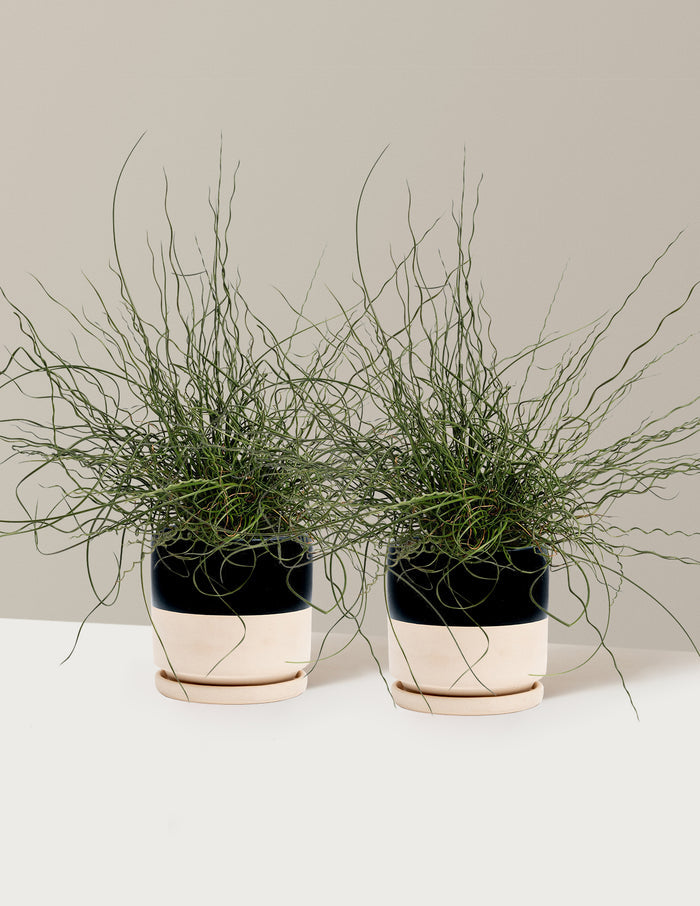1 Gallon - 2-Pack / Isabella (8.25" wide) / Top Half Black