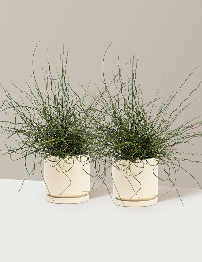 1 Gallon - 2-Pack / Isabella (8.25" wide) / Almond
