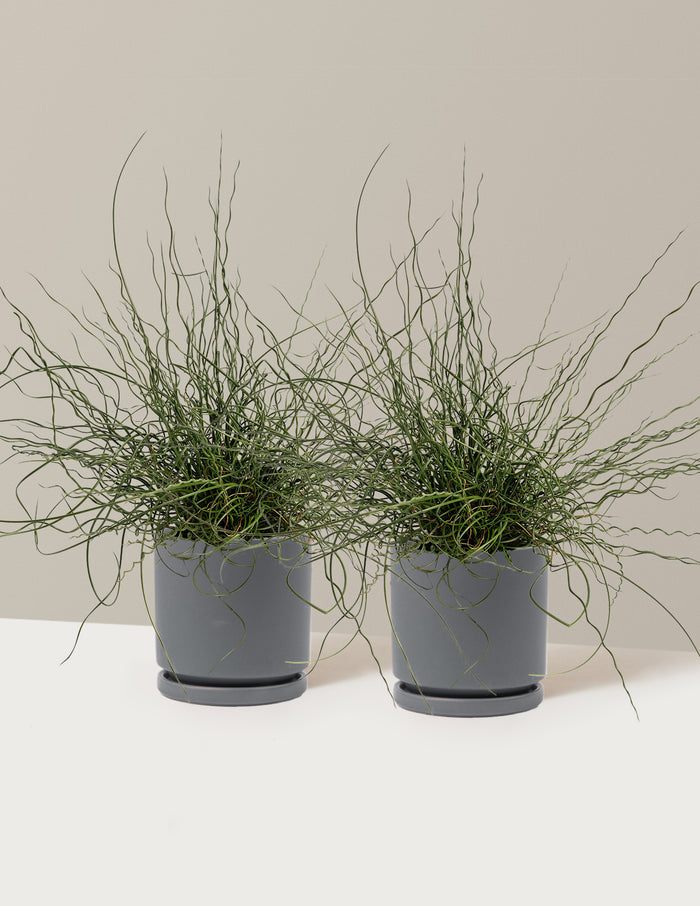 1 Gallon - 2-Pack / Isabella (8.25" wide) / Granite