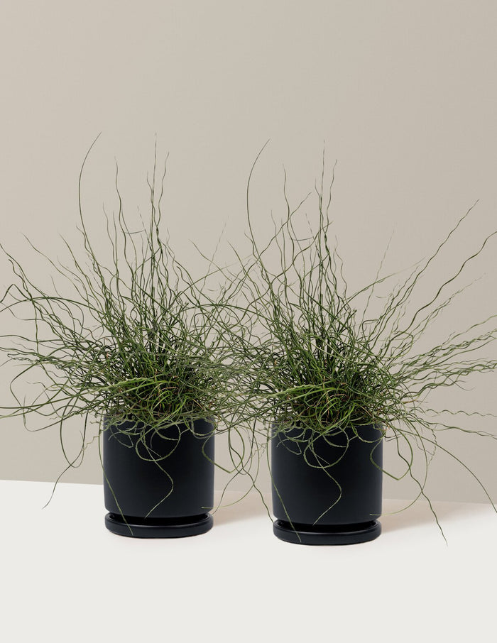 1 Gallon - 2-Pack / Isabella (8.25" wide) / Black