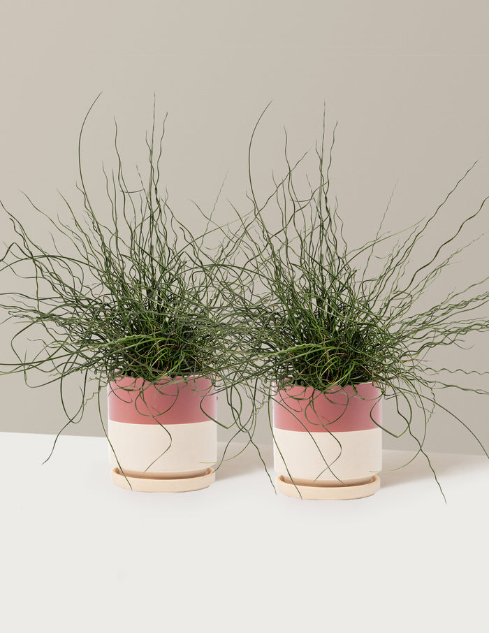 1 Gallon - 2-Pack / Isabella (8.25" wide) / Top Half Dusty Rose