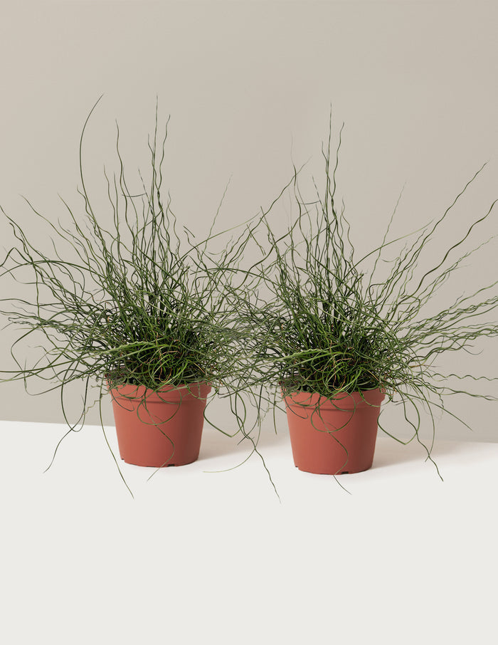 bundle | 1 Gallon - 2-Pack | Grow Pot