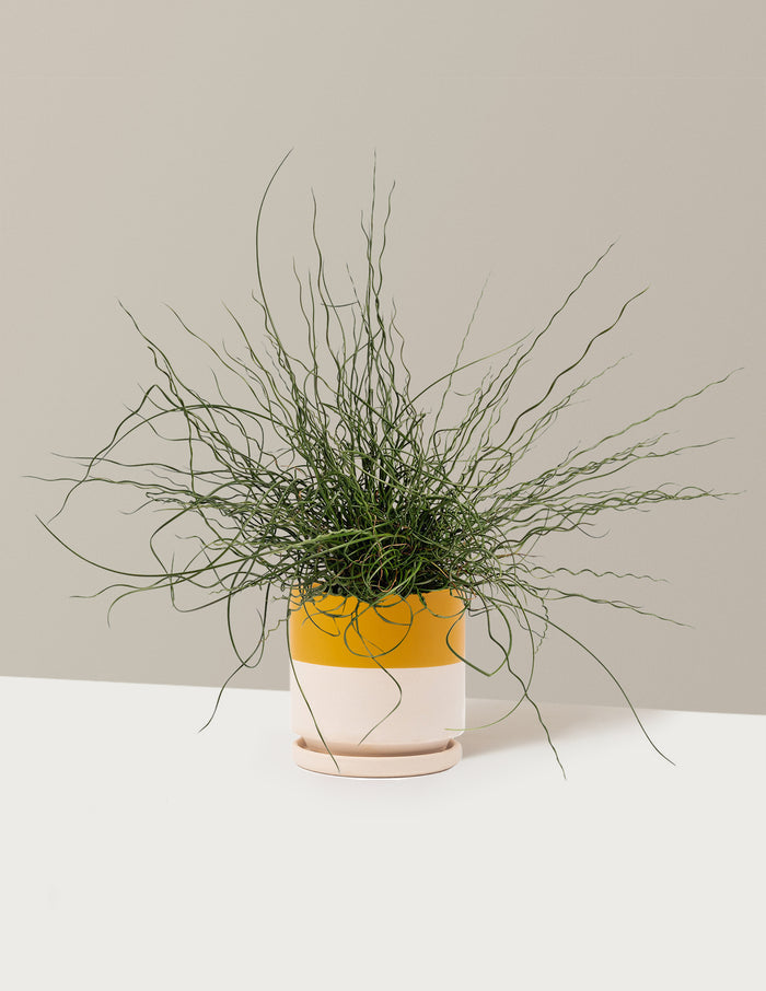 bundle | 1 Gallon - Single | Isabella | Top Half Mustard