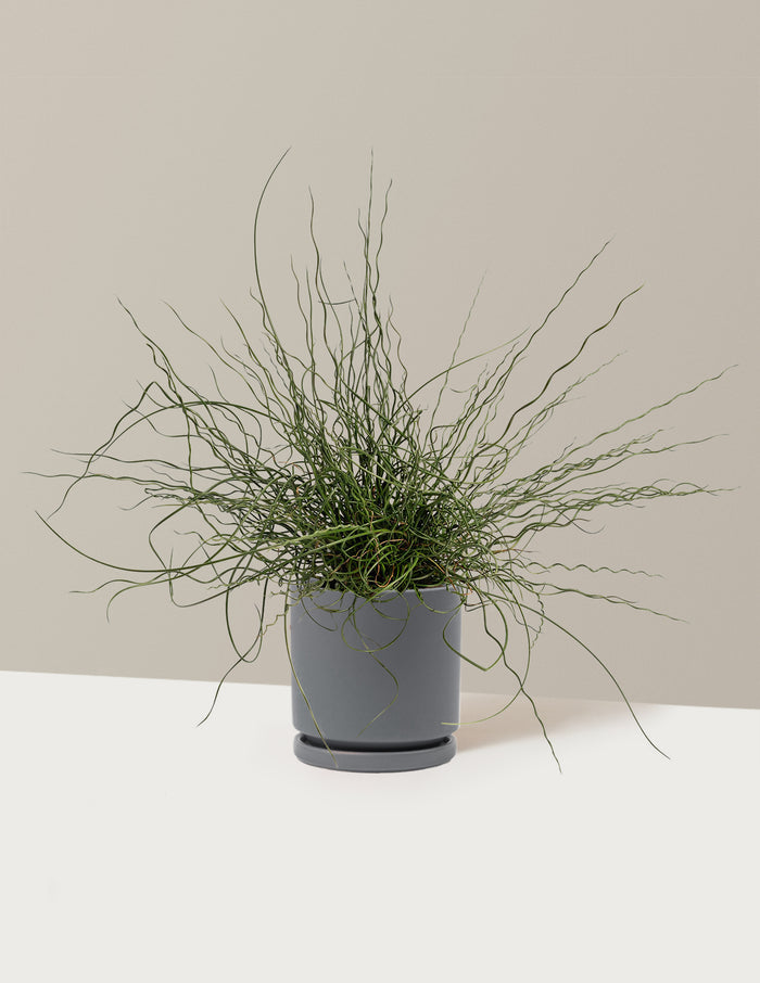 1 Gallon - Single / Isabella (8.25" wide) / Granite