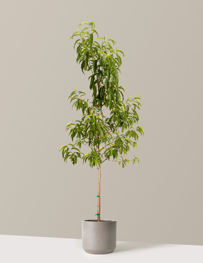 bundle | 4-5 ft. - Single | Mexia | Cement Grey