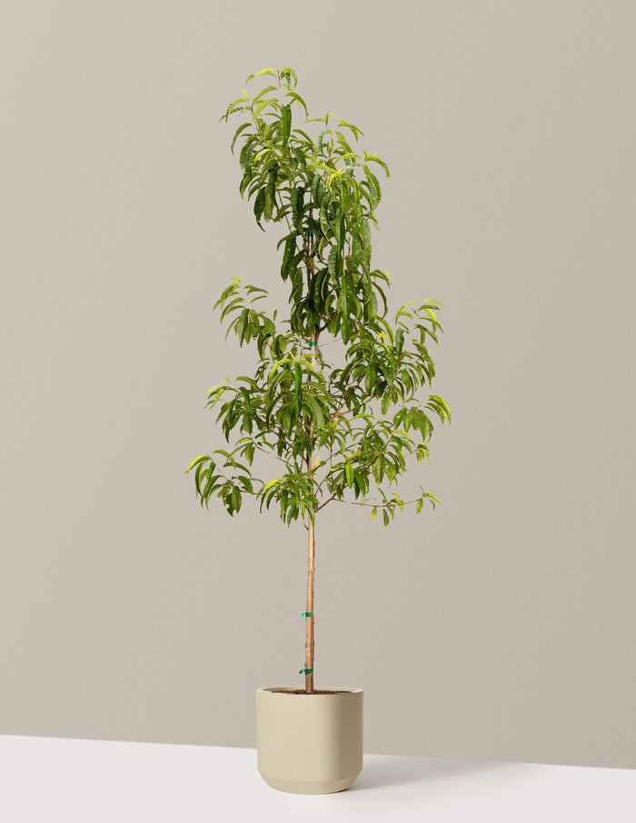 4-5 ft. - Single / Mexia (13" wide) / Sand