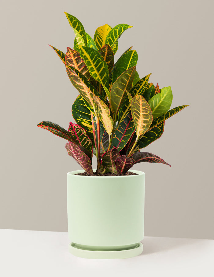 Medium (8"-14" tall) / Isabella (6.25" wide) / Sage