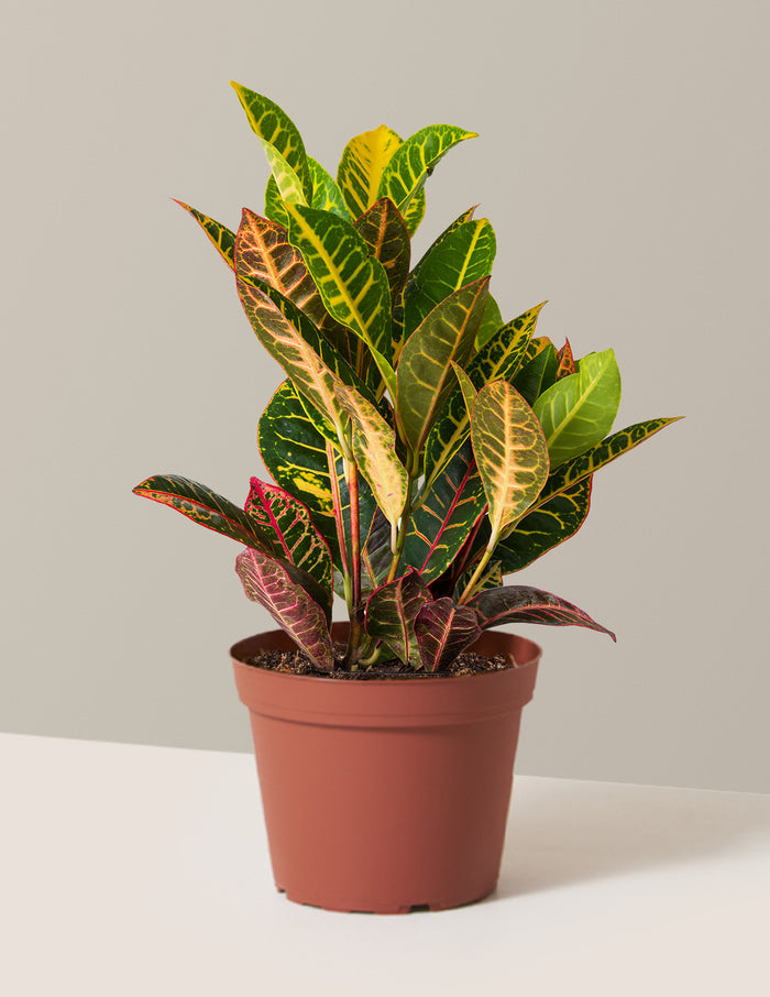 Medium (8"-14" tall) / Grow Pot (6" wide) / Plastic