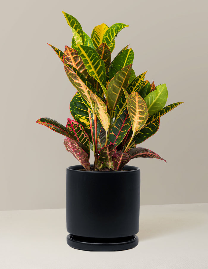 Medium (8"-14" tall) / Isabella (6.25" wide) / Black