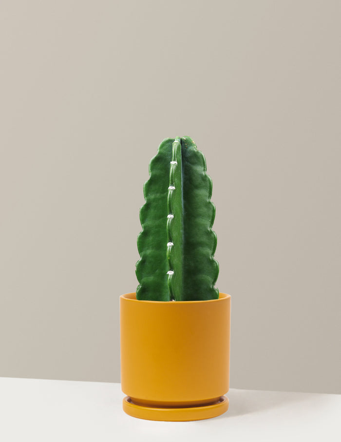 bundle | Medium | Isabella | Mustard