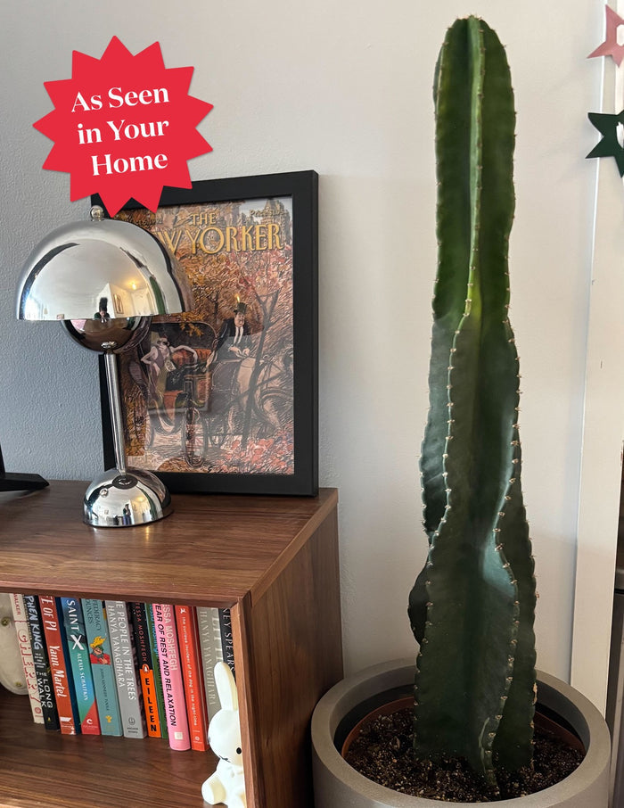 Cuddly Cactus