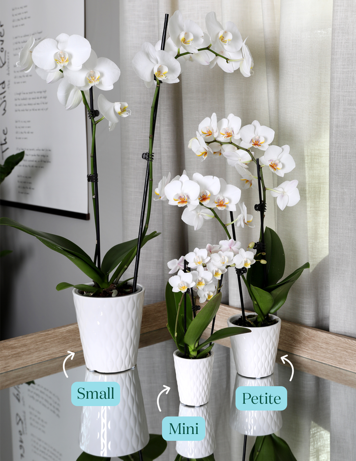 Dark Purple Orchid