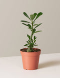 Small / Grow Pot / Plastic