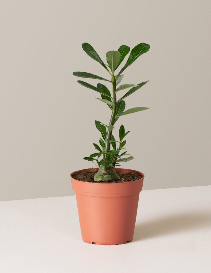 Small / Grow Pot / Plastic