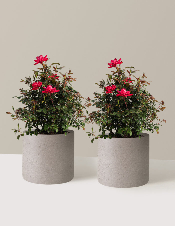 bundle | 3 Gallon - 2 Pack | Agnes | Cement Grey