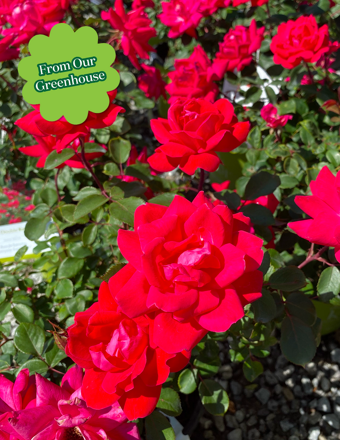 Double Knock Out® Rose