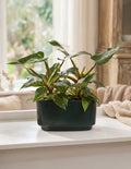 Double Philodendron White Princess
