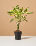 bundle | Small | Grow Pot