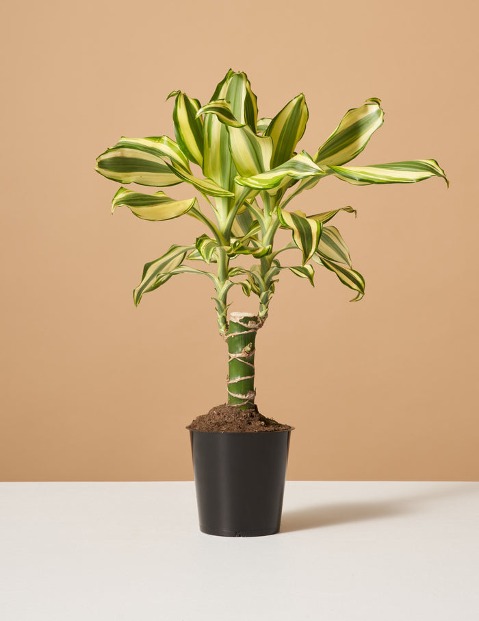 bundle | Small | Grow Pot