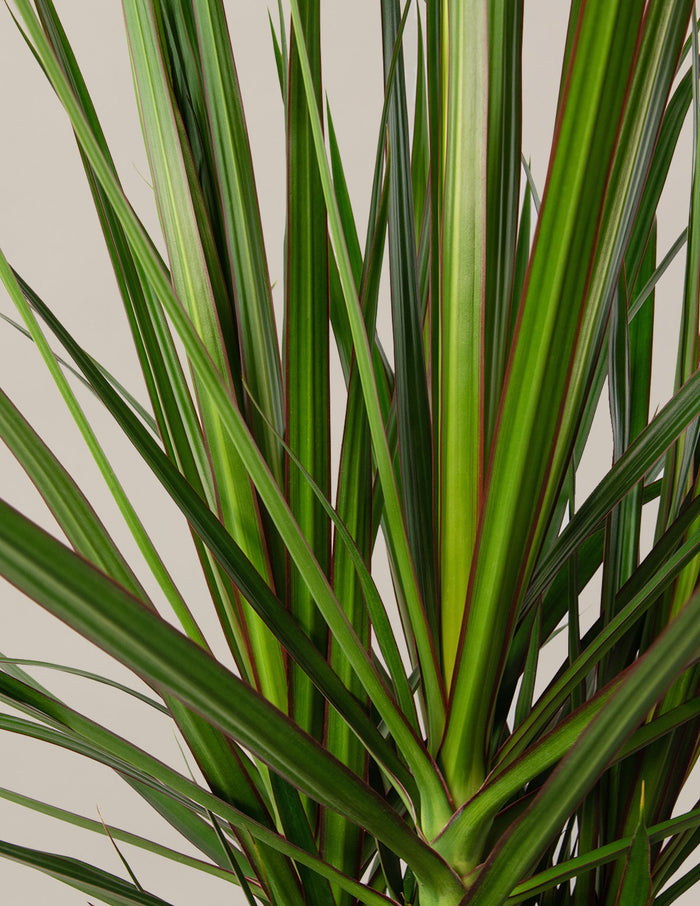 Dracaena Marginata Open Weave