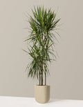 Dracaena Marginata Tree
