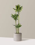 Dracaena Steudneri Gold Dream