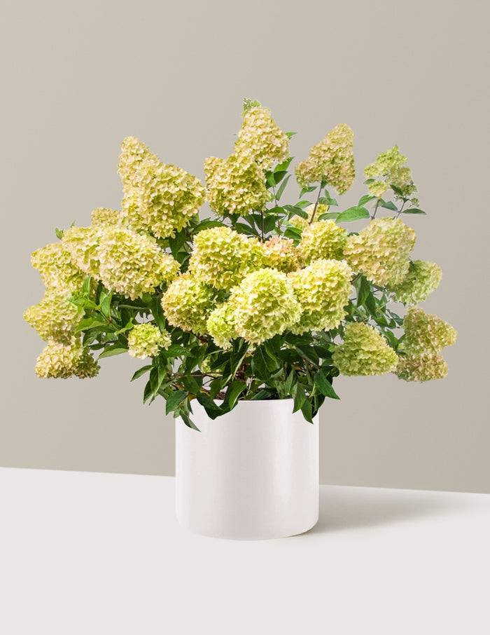 bundle | 3 Gallon | Agnes | Cream