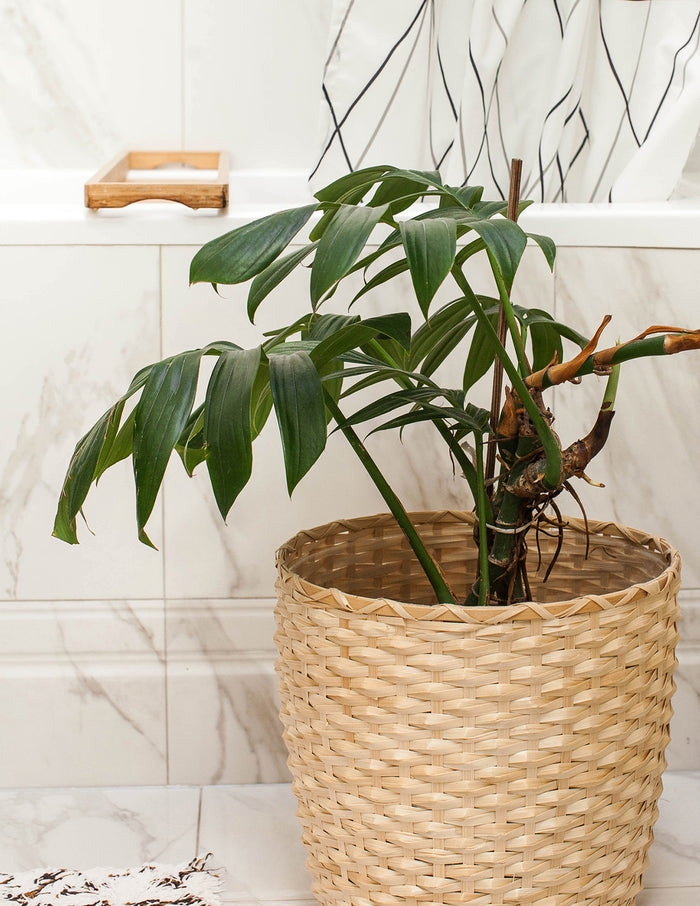Dragon Tail Plant