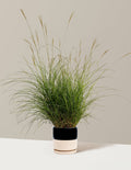 bundle | 1 Gallon - Single | Isabella | Top Half Black
