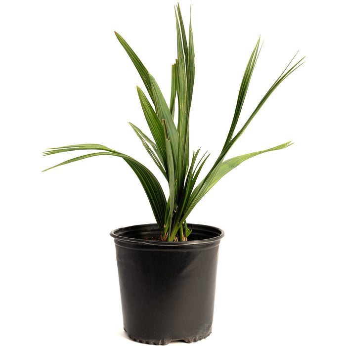 Dwarf Palmetto Tree