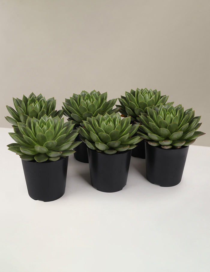 bundle | 6-Pack | Grow Pot