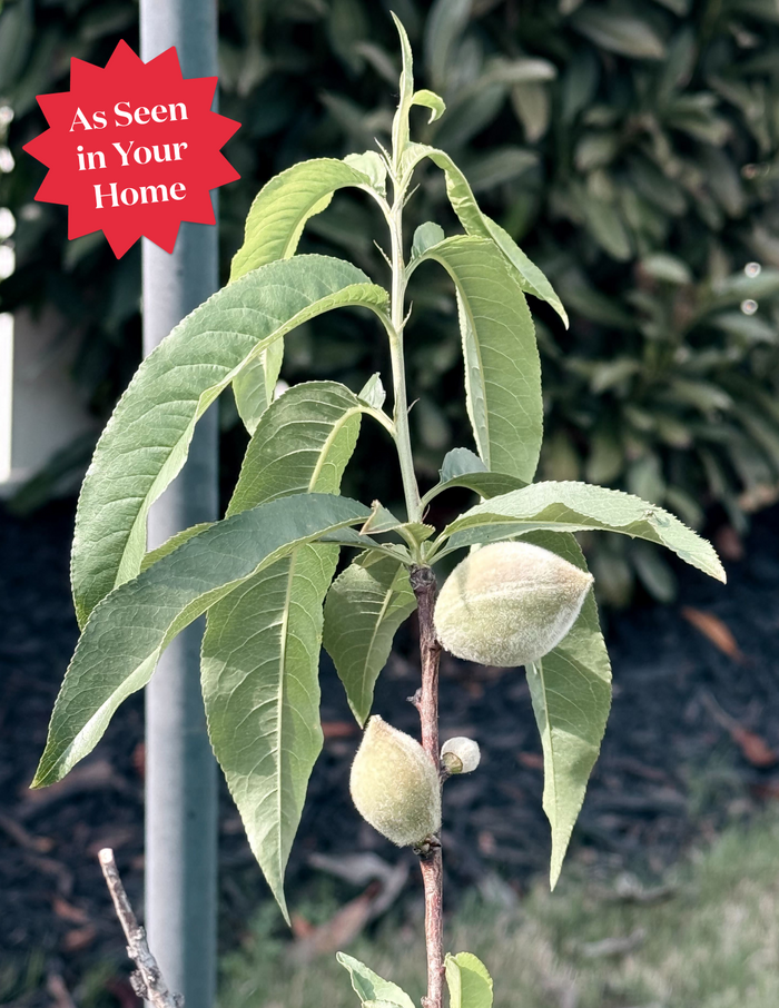 Elberta Peach Tree