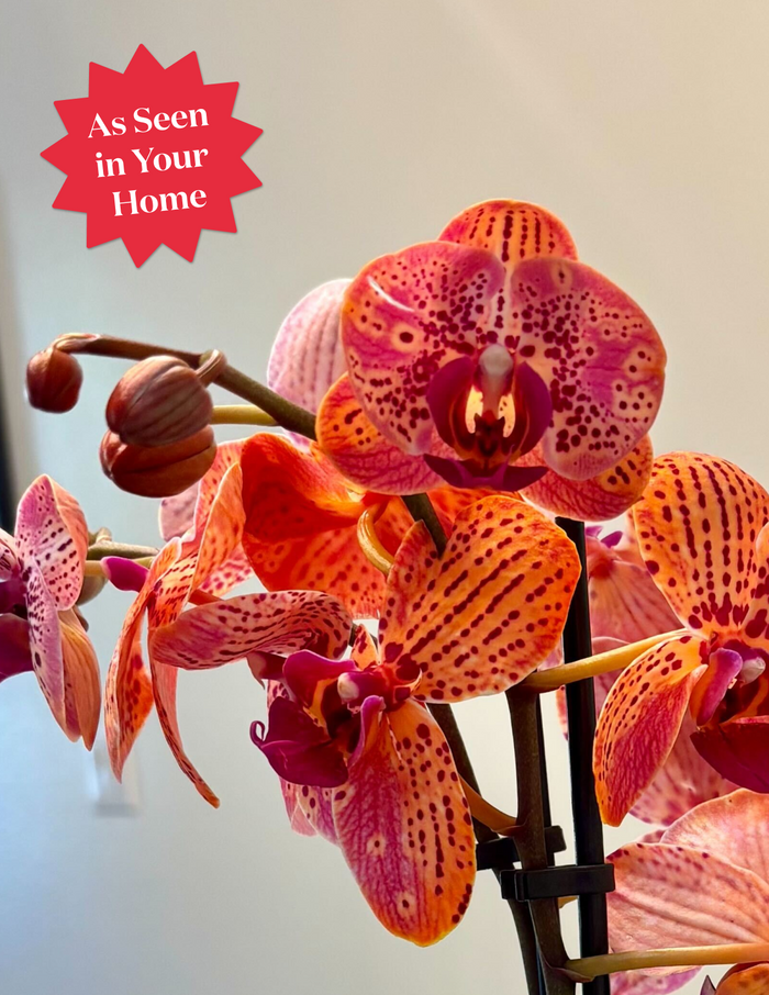 Electric Tangerine Kaleidoscope Orchid