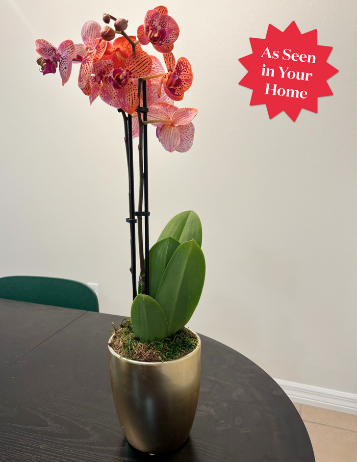 Electric Tangerine Kaleidoscope Orchid