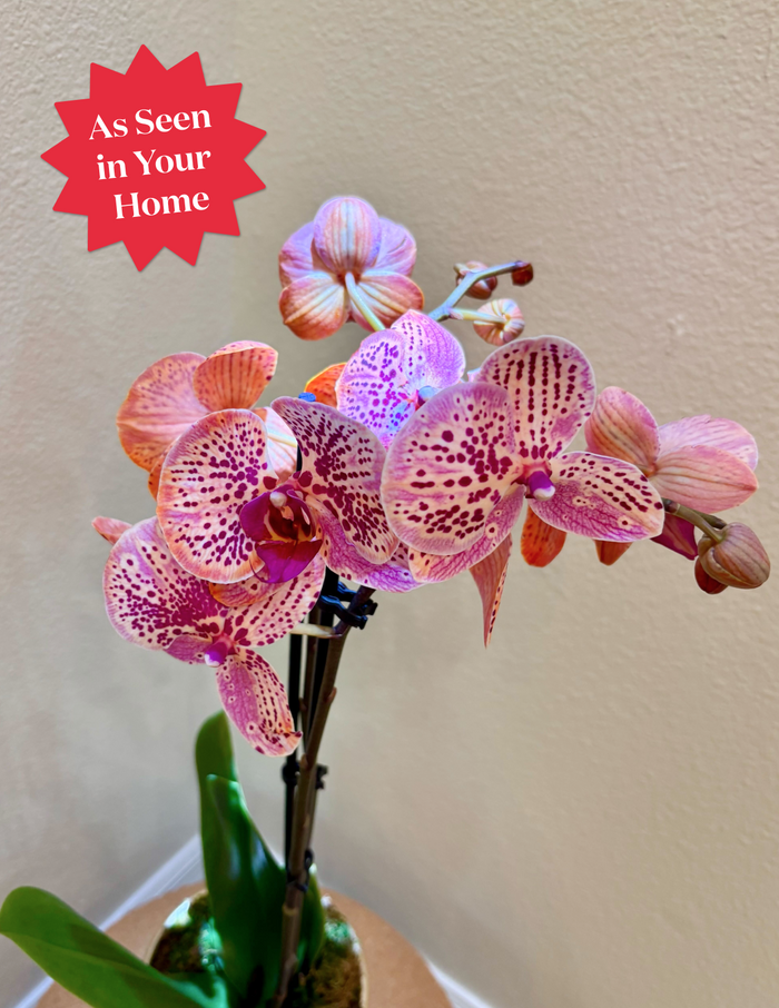 Electric Tangerine Kaleidoscope Orchid