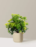 Enchanted Forest® Gay Goblin™ Pieris
