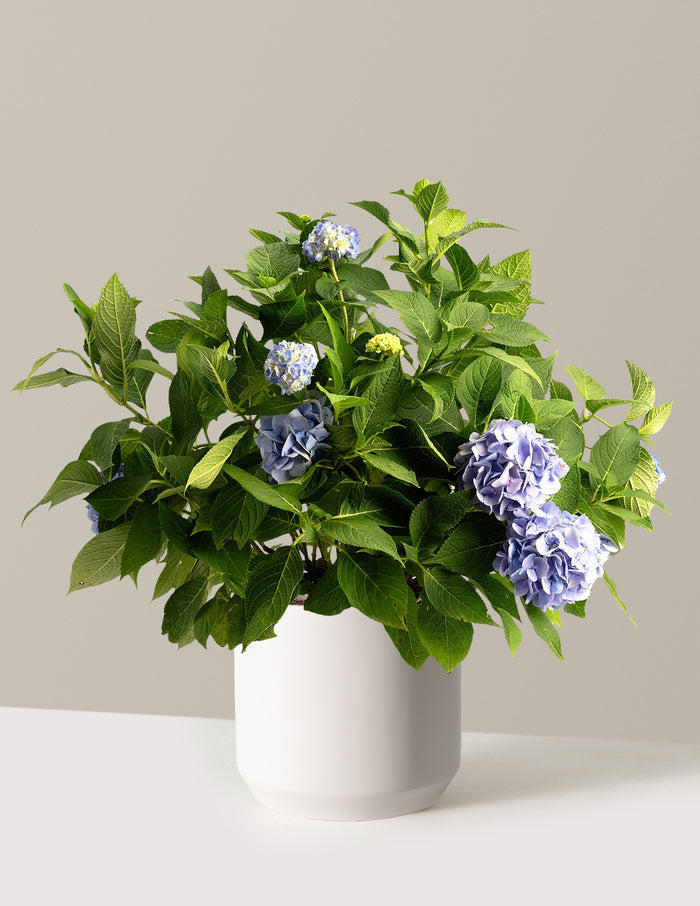 bundle | 3 Gallon - Single | Mexia | Cream