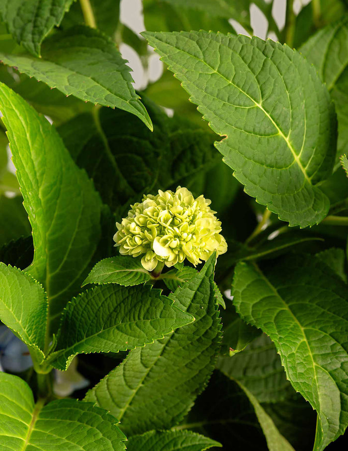 Endless Summer® Hydrangea