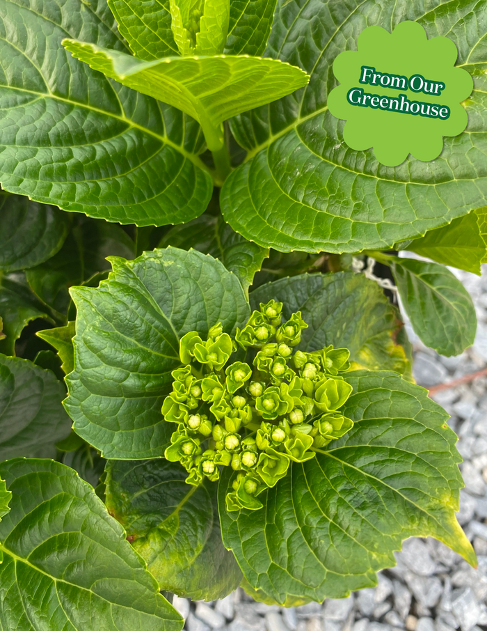 Endless Summer® Hydrangea