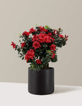 Ever After™ Ruby Azalea