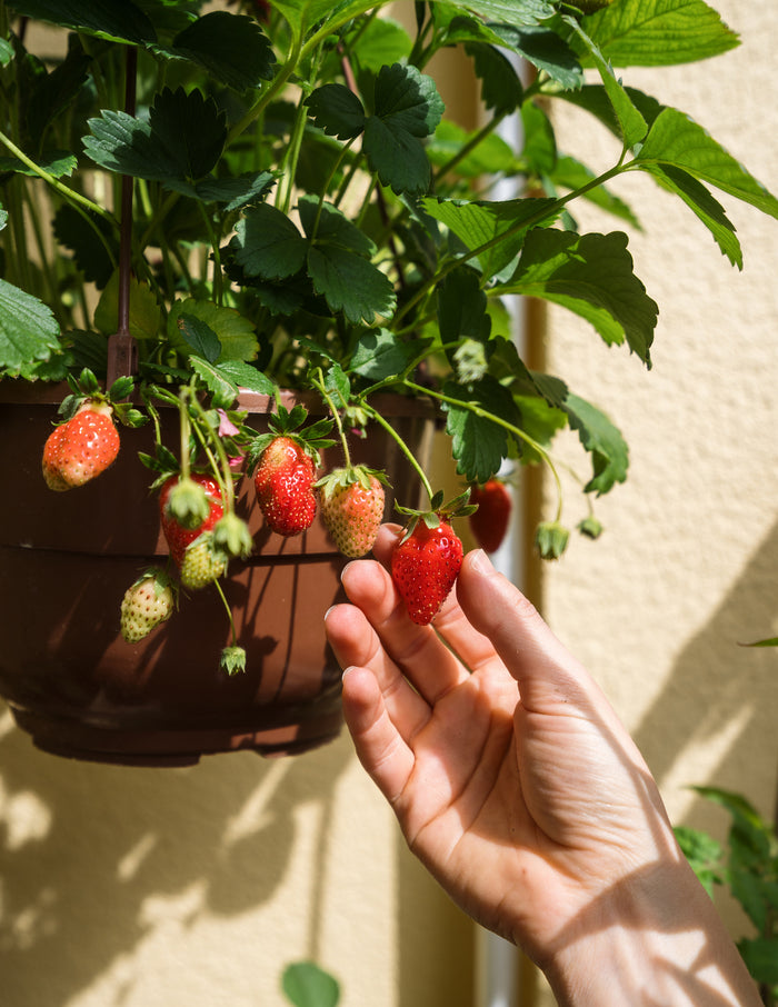 Everbearing Strawberry