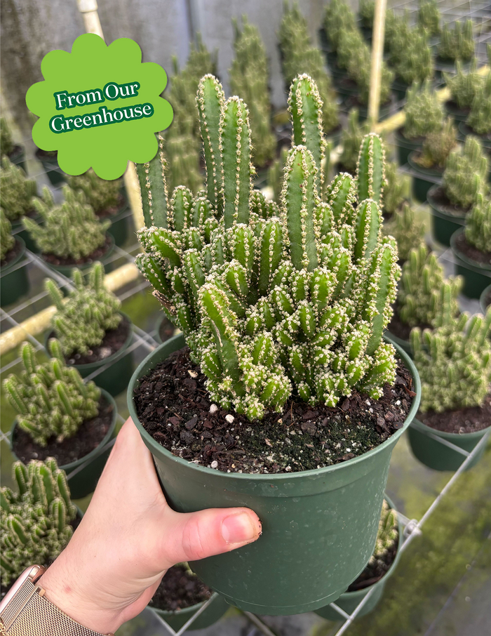 Fairy Castle Cactus