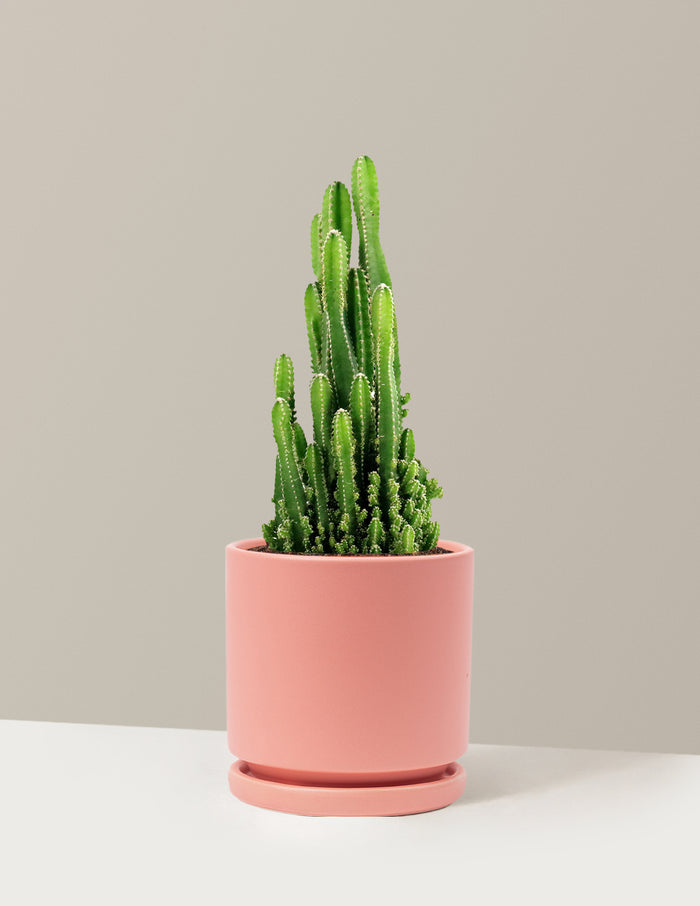 Medium (8-12" tall) / Isabella (6.25" wide) / Bubblegum