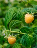 Fall Gold Raspberry