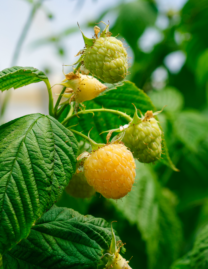 Fall Gold Raspberry