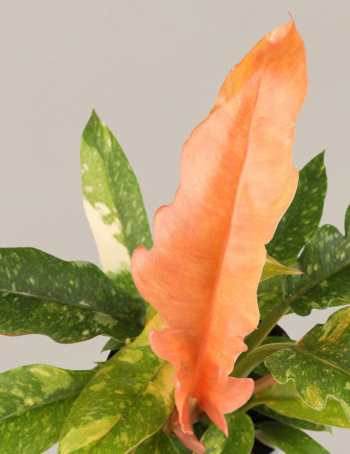 Fancy Philodendron Party Pack
