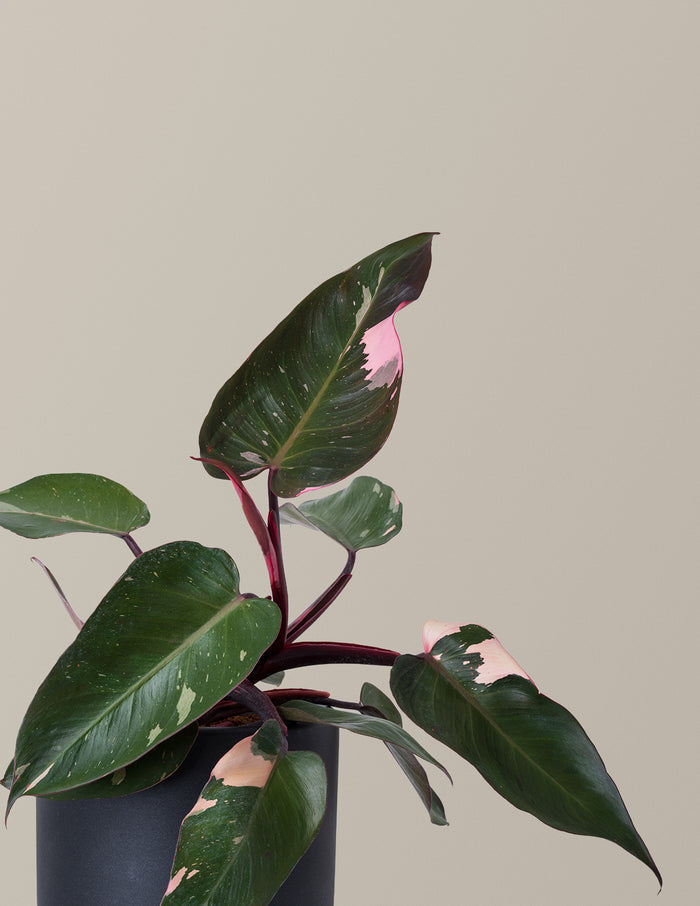 Fancy Philodendron Party Pack