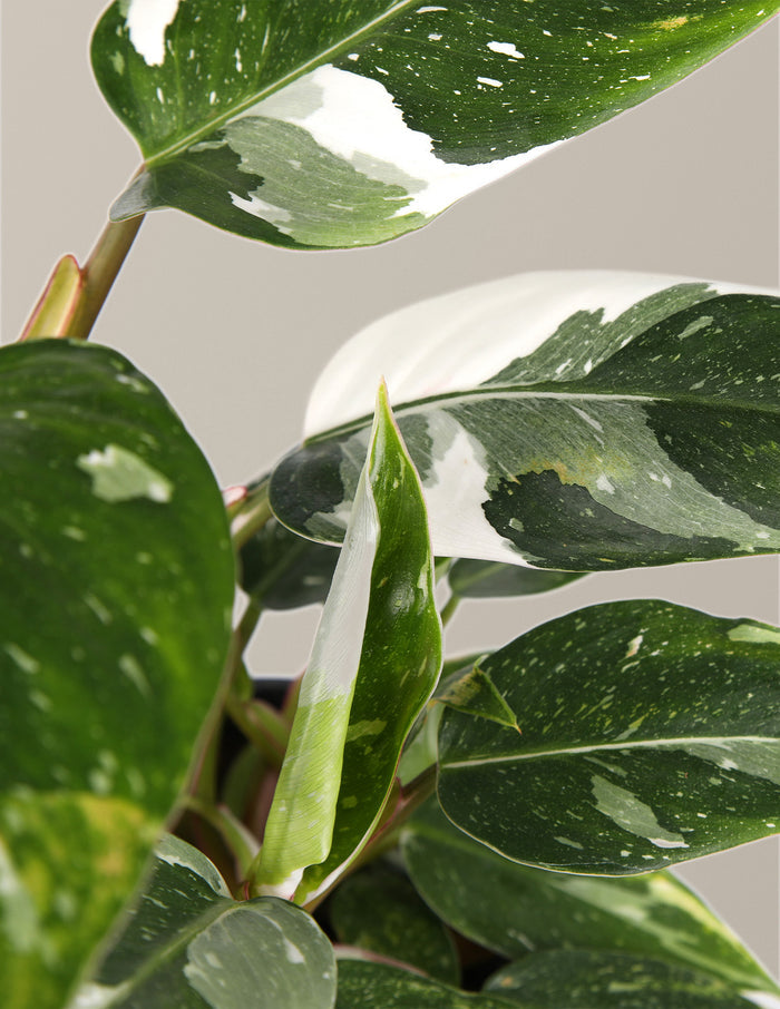 Fancy Philodendron Party Pack