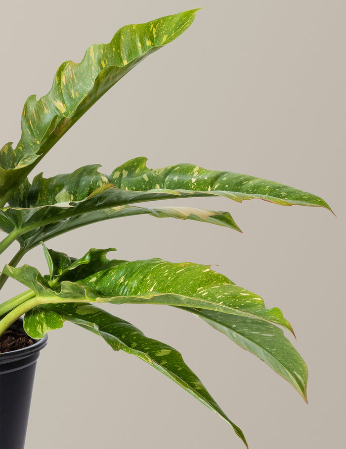 Fancy Philodendron Party Pack