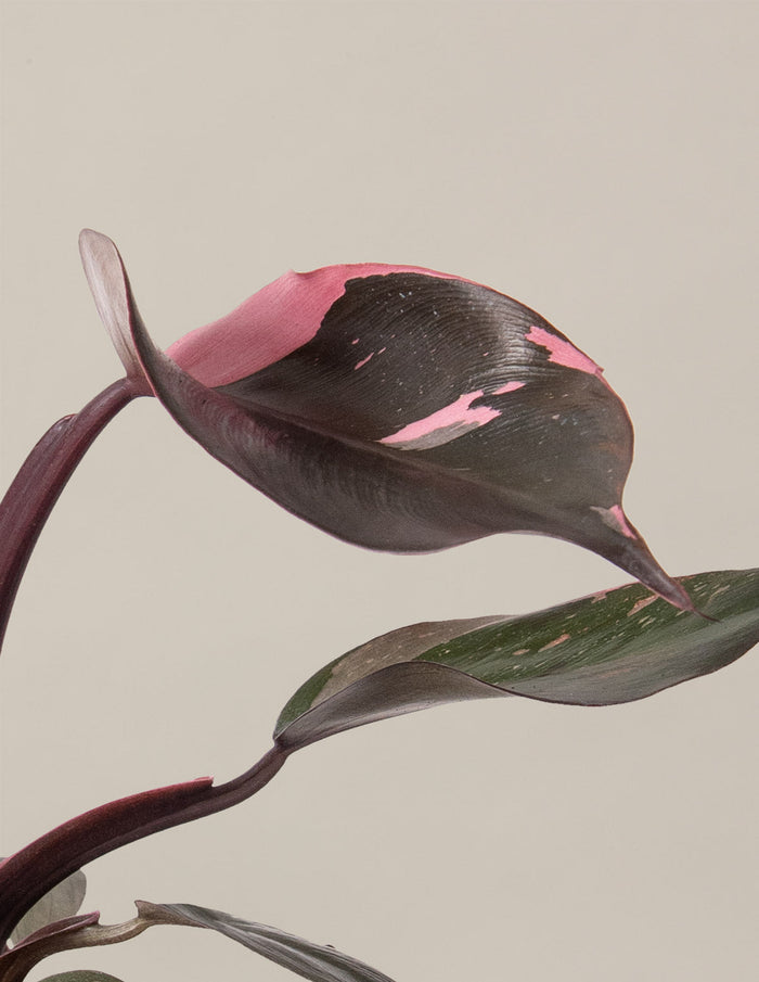 Fancy Philodendron Party Pack